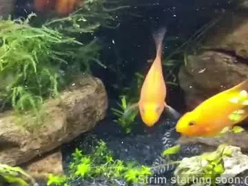 booker_baxton Image 6